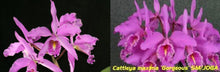 Load image into Gallery viewer, Flask - Cattleya maxima tipo x sib (20-12 x Gorgeous)
