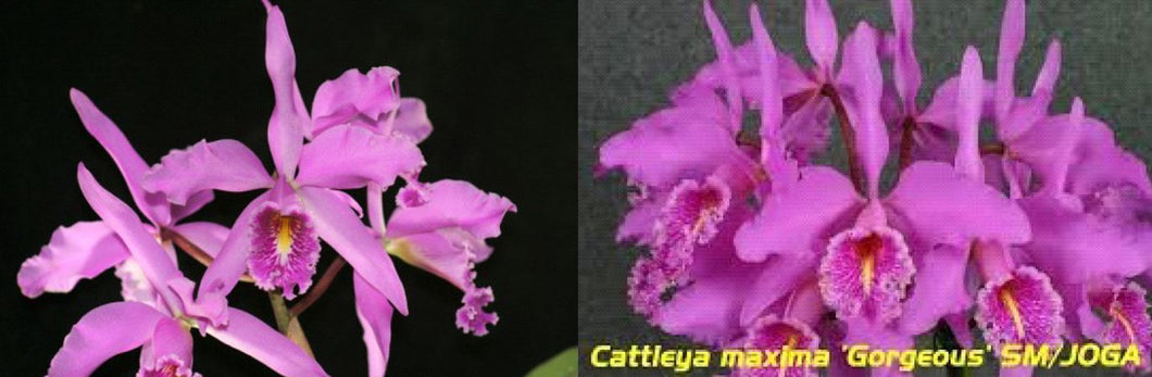 Flask - Cattleya maxima tipo x sib (20-12 x Gorgeous)