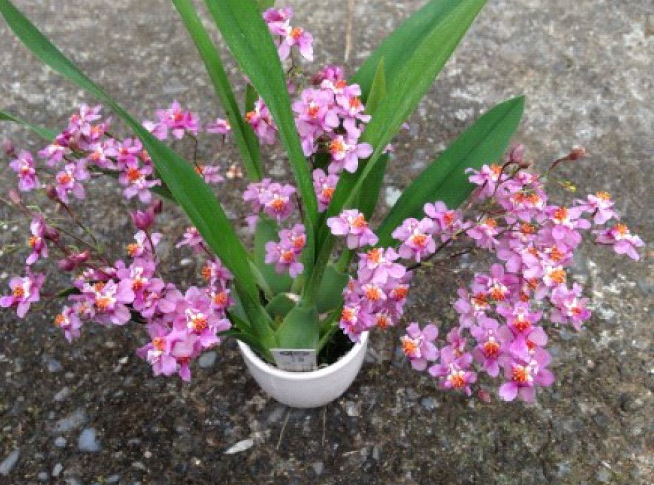 Orchid 50mm Pot Size - Oncidium Tsiku Marguerite Chian-Tzy Dragon