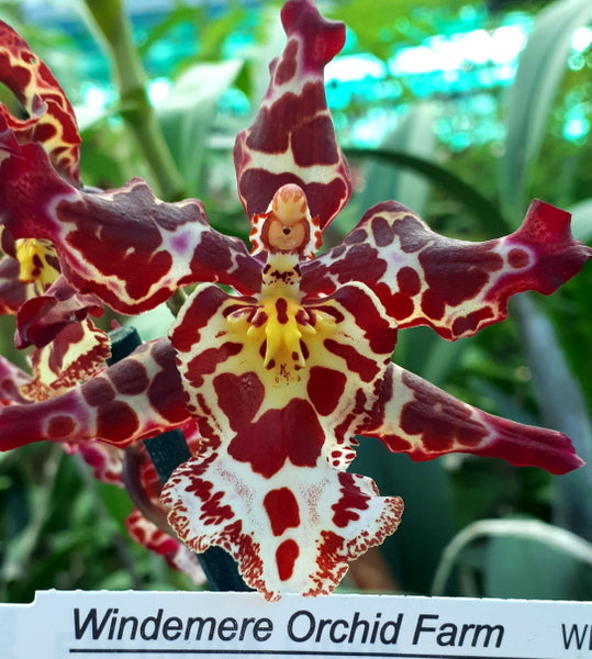 Flowering Size Plant - Oncidium Wilsonara Eye Candy 'Pinkie'