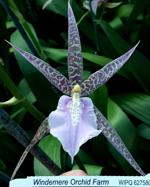 Orchid 50mm Pot Size - Oncidium Miltassia Charles M Fitch 'Izumi'