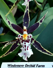 Load image into Gallery viewer, Flask - Oncidium Golden Gamine &#39;White Knight&#39;
