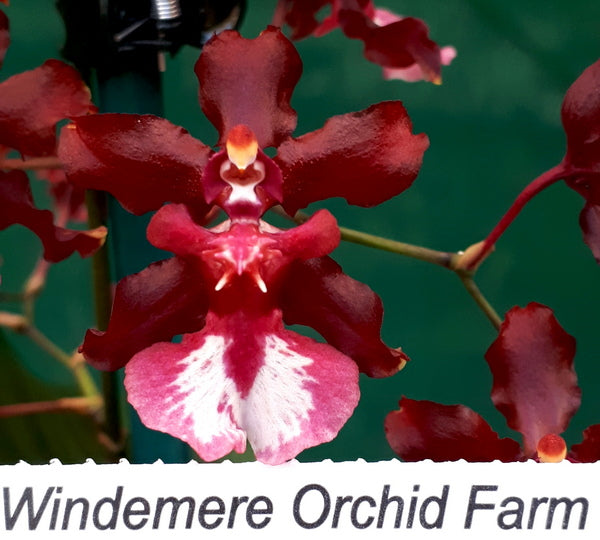 Orchid 50mm Pot Size - Oncidium Sharry Baby 'Sweet Fragrance'