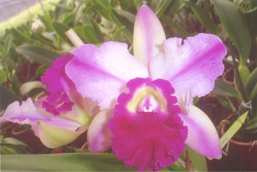 Orchid Seedling  50mm Pot Size - Cattleya Wae Kerina Obra Divina