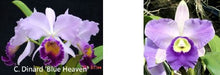 Load image into Gallery viewer, Flask - Cattleya Dinard Blue Heaven x Cosmo Roebling
