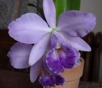 Load image into Gallery viewer, Flask - Cattleya Hiroshima Melody 'Blue Lagoon'

