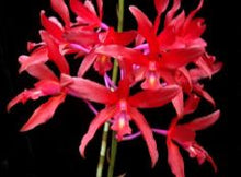 Load image into Gallery viewer, Flask - Cattleya Newberry Lava Burst
