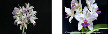 Load image into Gallery viewer, Flask - Cattleya amethystoglossa coerulea x sib (#12 x #1) species
