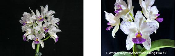 Flask - Cattleya amethystoglossa coerulea x sib (#12 x #1) species