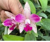 Load image into Gallery viewer, Flask - Cattleya amethystoglossa flamea x sib (CH1 x CH2) species

