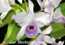 Load image into Gallery viewer, Flask - Cattleya deckerii coerulea x sib  species
