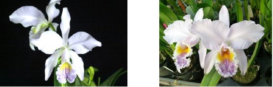 Flask - Cattleya mossiae coerulea x sib ('22-6') x Wilson ) species