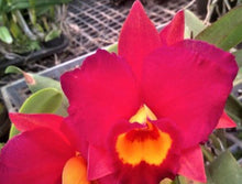 Load image into Gallery viewer, Flask - Cattleya Rlc(California Queen &#39;Red Angel&#39; x Lam&#39;s Haven)
