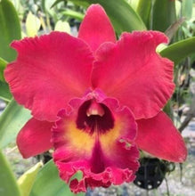 Load image into Gallery viewer, Orchid Seedling  50mm Pot Size - Cattleya Tainan City x Nakornchaisiri
