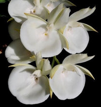 Load image into Gallery viewer, Orchid Seedling 50mm Pot size - Catasetum pileatum alba
