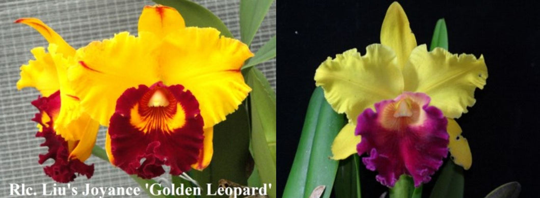 Orchid Seedling  50mm Pot Size - Cattleya Rlc Liu's Joyance x Hsinying Golden Rooster