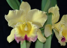Load image into Gallery viewer, Orchid Seedling  50mm Pot Size - Cattleya Suzuki's Preciosa
