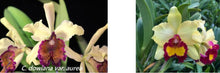 Load image into Gallery viewer, Flask - Cattleya dowiana aurea x Hsinying Tangerine
