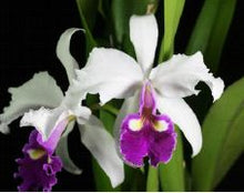 Load image into Gallery viewer, Flask - Cattleya hardyana S/A &#39;Hsinying&#39; x self
