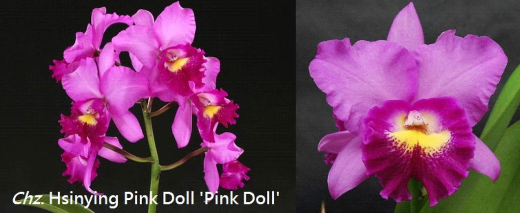 Flask - Cattleya Rlc Hsinying Pink Doll 'Pink Doll'