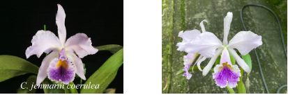 Flask - Cattleya jenmanii coerulea x sib ('22-11' x '22-12') species