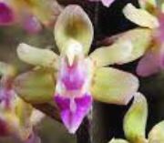 Load image into Gallery viewer, Flask - Cleisostoma melanorachis - Species
