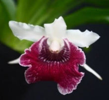 Load image into Gallery viewer, Flask - Cochleanthes Amazing (amazoniz x flabelliformis)
