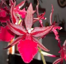 Load image into Gallery viewer, Orchid Seedling 50mm Pot Size - Oncidium Song Red
