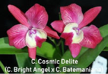 Load image into Gallery viewer, Flask - Cattleya Cosmic Delite (Bright Angel x Batemaniana)
