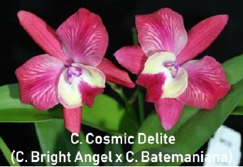 Flask - Cattleya Cosmic Delite (Bright Angel x Batemaniana)