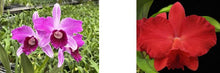 Load image into Gallery viewer, Flask - Cattleya purpurata sanguinea flamea x Circle of Life
