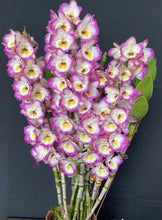 Load image into Gallery viewer, Orchid Seedling 50mm Pot size - Dendrobium Crown softcane
