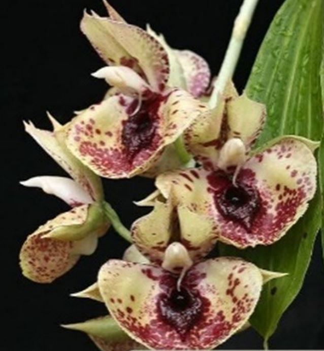 Orchid Seedling 50mm Pot size - Catasetum Susan Fuchs