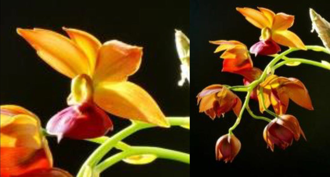 Orchid Seedling 50mm Pot size - Catasetum Cycnoches Taiwan Gold 'Orange'