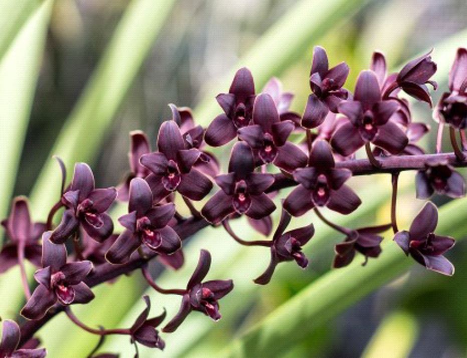 Orchid Seedling 50mm Pot Size - Cymbidium Little Black Sambo 'Black Magic'