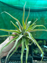 Load image into Gallery viewer, Air Plant - Tillandsia No41 streptophylla ‘giant’
