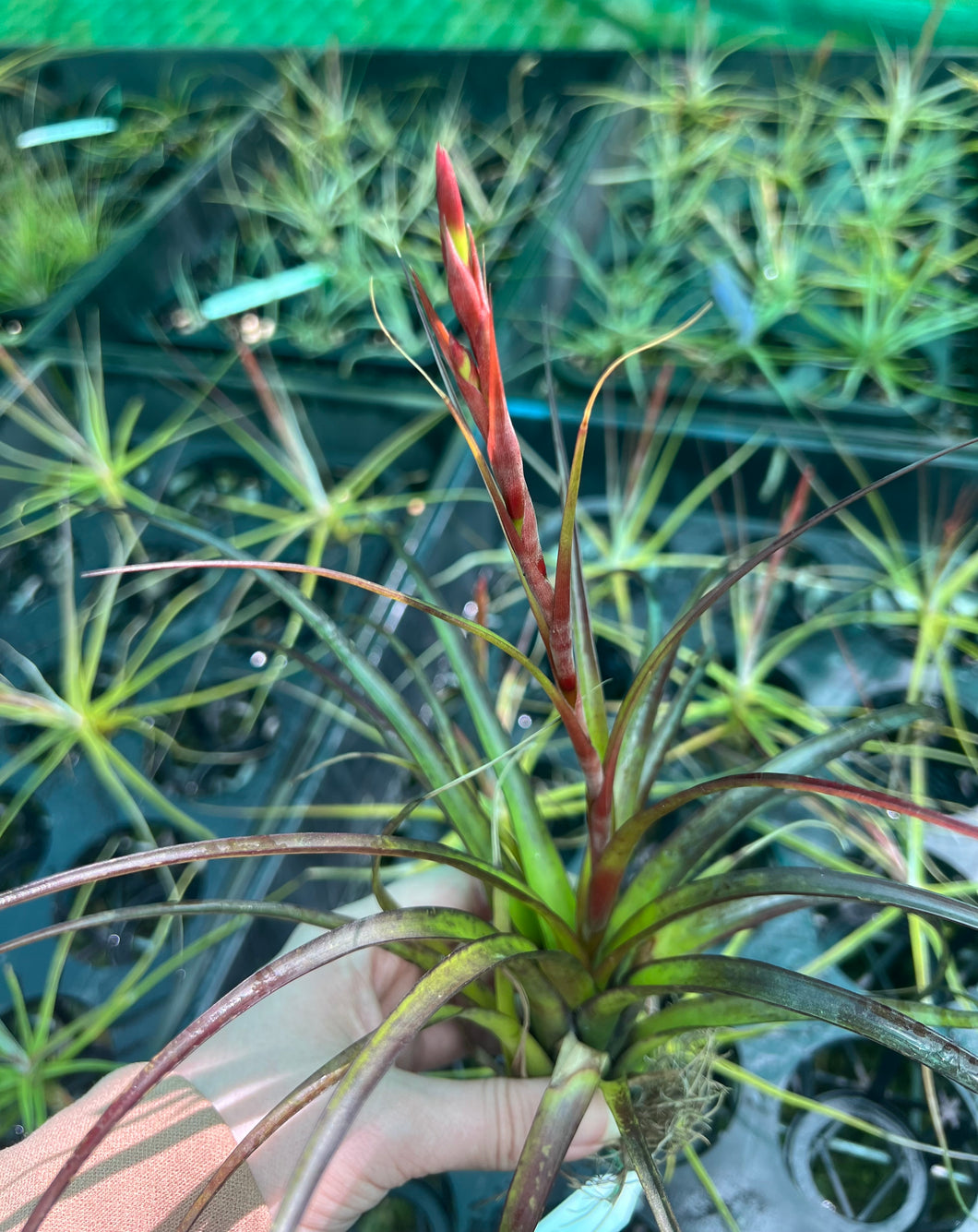 Air Plant - Tillandsia No5 variabilis