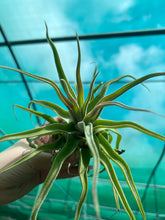 Load image into Gallery viewer, Air Plant - Tillandsia No41 streptophylla ‘giant’
