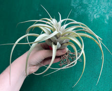 Load image into Gallery viewer, Air Plant - Tillandsia No55 xerographica ($80) *SPECIAL*
