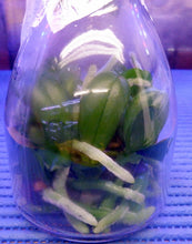 Load image into Gallery viewer, Flask - Phalaenopsis Phal Chiada Fiona &#39;#3&#39;
