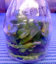 Load image into Gallery viewer, Flask - Phalaenopsis Phal Ruey Lih Queen &#39;Ruey Lih&#39;
