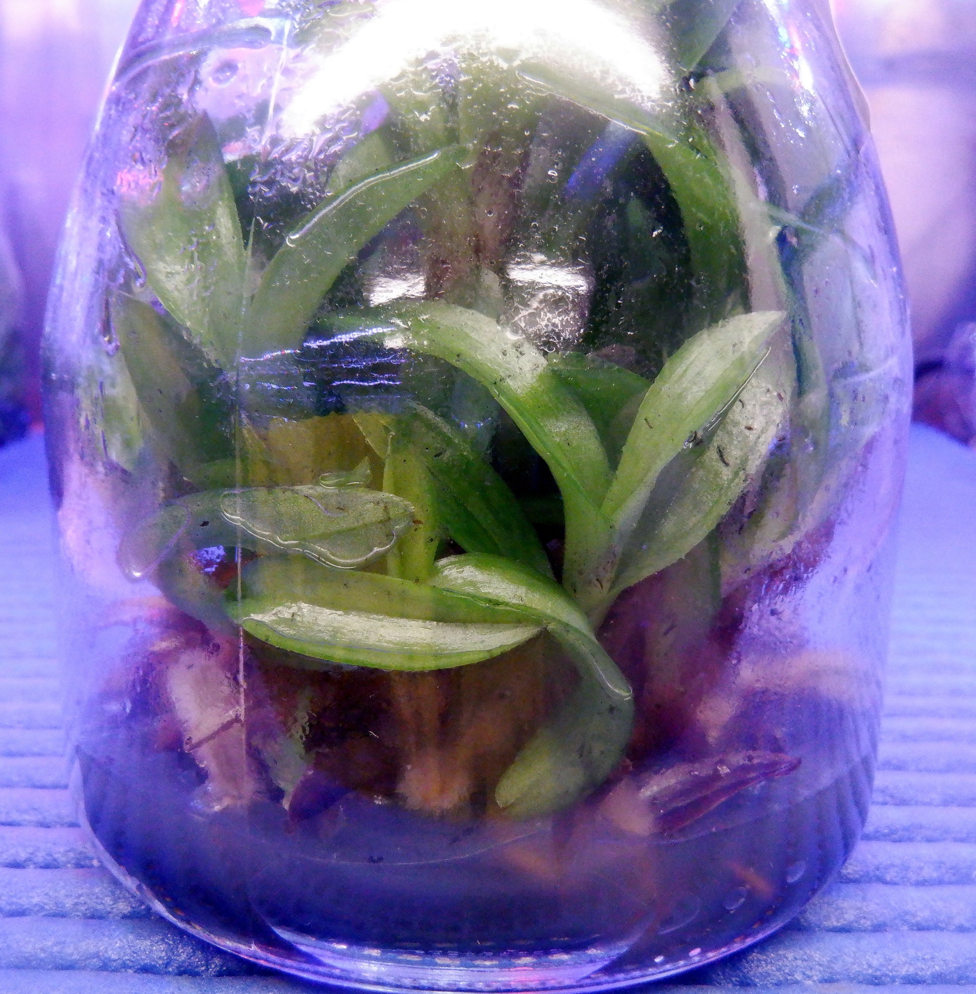 Flask Paphiopedilum Paph. venustum x Clear Light Slipper Orchid