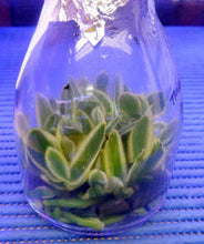 Load image into Gallery viewer, Flask - Phalaenopsis amabilis &#39;variegated&#39;
