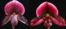 Load image into Gallery viewer, Orchid Seedling 50mm Pot Size - Paphiopedilum Hung Shen Bay x Shin Yi Weber
