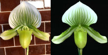 Load image into Gallery viewer, Orchid Seedling Advanced 50mm Pot Size - Paphiopedilum Doya Green Prince x Hsinying Citron
