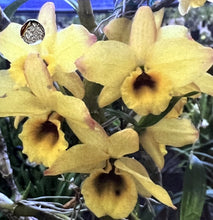 Load image into Gallery viewer, Orchid Seedling 50mm Pot size - Dendrobium Golden Blossum x Yukidaruma softcane
