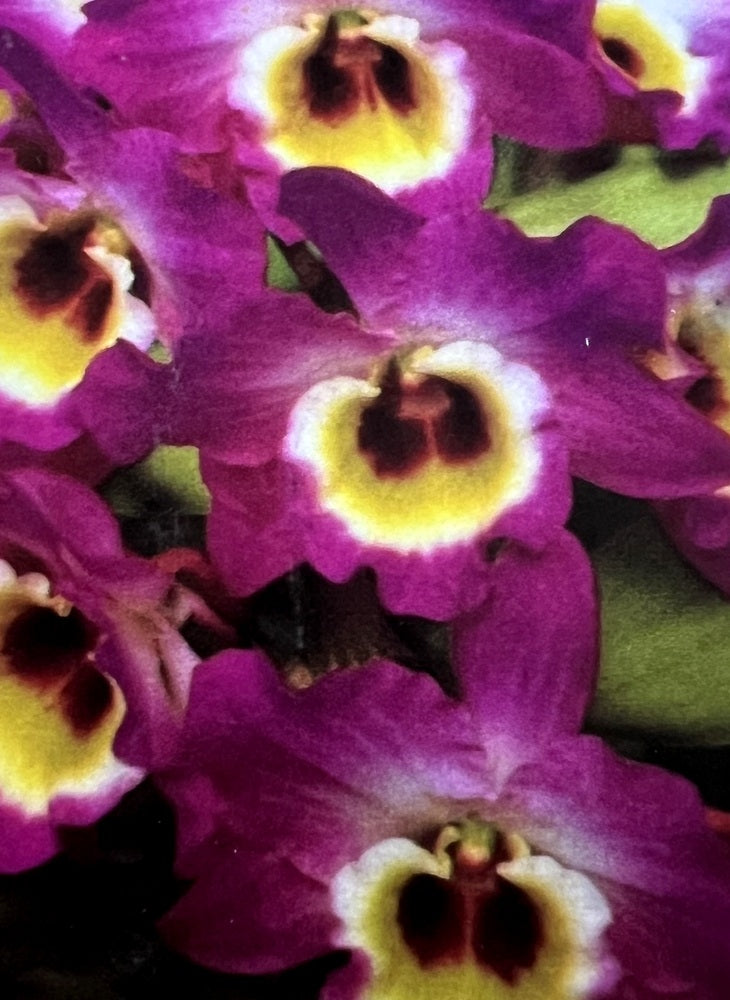 Orchid Seedling 50mm Pot size - Dendrobium Red Emperor Prince x Superstar Dandy softcane