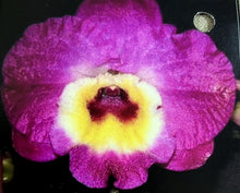 Load image into Gallery viewer, Orchid Seedling 50mm Pot size - Dendrobium Red Emperor Prince x Superstar Dandy softcane
