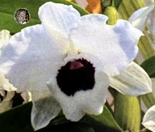 Load image into Gallery viewer, Orchid Seedling 50mm Pot size - Dendrobium Yukidaruma King x Tancho Queen softcane
