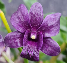 Load image into Gallery viewer, Flask - Dendrobium Den. Air Way Blue x Udom Blue Angel
